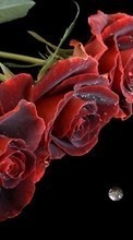 Flowers,Plants,Roses per HTC Desire 300