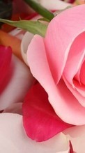 Flowers,Plants,Roses per Sony Xperia E