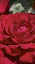 Scaricare immagine Flowers,Plants,Roses sul telefono gratis.
