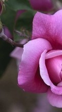 Scaricare immagine Flowers,Plants,Roses sul telefono gratis.
