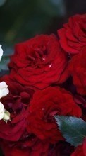 Scaricare immagine 240x400 Plants, Flowers, Roses sul telefono gratis.