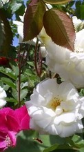 Scaricare immagine 320x240 Plants, Flowers, Roses sul telefono gratis.