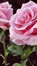 Scaricare immagine 240x320 Plants, Flowers, Roses sul telefono gratis.