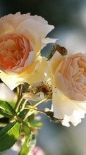 Scaricare immagine 320x480 Plants, Flowers, Roses sul telefono gratis.