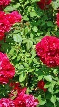 Scaricare immagine 128x160 Plants, Flowers, Roses sul telefono gratis.