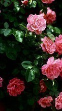 Scaricare immagine 1280x800 Plants, Flowers, Roses sul telefono gratis.