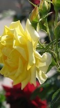 Scaricare immagine 128x160 Plants, Flowers, Roses sul telefono gratis.