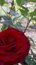 Scaricare immagine 800x480 Plants, Flowers, Roses sul telefono gratis.