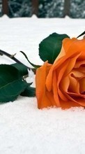 Scaricare immagine Flowers,Plants,Roses,Snow sul telefono gratis.