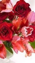 Scaricare immagine Flowers, Plants, Roses, Tulips sul telefono gratis.