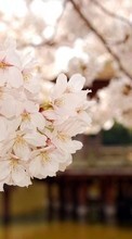 Scaricare immagine Flowers, Plants, Sakura sul telefono gratis.