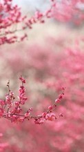 Scaricare immagine Flowers,Plants,Sakura sul telefono gratis.