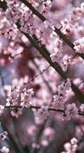 Scaricare immagine Plants, Flowers, Cherry, Sakura sul telefono gratis.