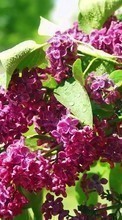 Scaricare immagine 1080x1920 Plants, Flowers, Lilac sul telefono gratis.