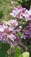 Scaricare immagine Plants, Flowers, Lilac sul telefono gratis.