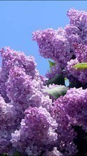 Scaricare immagine Flowers, Plants, Lilac sul telefono gratis.