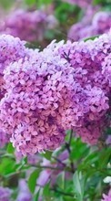 Scaricare immagine Flowers, Plants, Lilac sul telefono gratis.