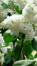 Scaricare immagine Flowers,Plants,Lilac sul telefono gratis.