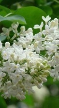 Scaricare immagine Flowers,Plants,Lilac sul telefono gratis.