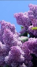 Scaricare immagine 240x400 Plants, Flowers, Lilac sul telefono gratis.