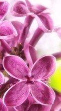 Scaricare immagine 1024x600 Plants, Flowers, Lilac sul telefono gratis.