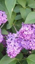 Scaricare immagine 128x160 Plants, Flowers, Lilac sul telefono gratis.