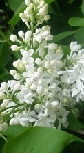 Scaricare immagine Plants, Flowers, Lilac sul telefono gratis.