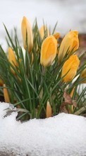 Scaricare immagine Flowers, Plants, Snow sul telefono gratis.