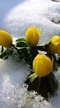 Scaricare immagine Flowers,Plants,Snow sul telefono gratis.