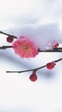 Scaricare immagine 240x400 Plants, Winter, Flowers, Snow sul telefono gratis.