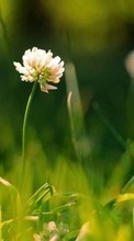 Scaricare immagine Flowers, Plants, Grass sul telefono gratis.