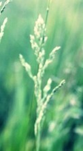 Scaricare immagine Flowers,Plants,Grass sul telefono gratis.