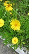 Scaricare immagine Plants, Flowers, Grass sul telefono gratis.