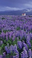 Scaricare immagine 1080x1920 Plants, Landscape, Flowers, Grass, Heather sul telefono gratis.