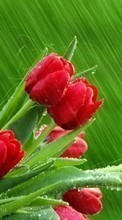 Scaricare immagine 480x800 Plants, Flowers, Tulips sul telefono gratis.