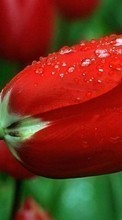 Scaricare immagine 1080x1920 Plants, Flowers, Tulips sul telefono gratis.