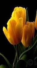 Scaricare immagine 360x640 Plants, Flowers, Tulips sul telefono gratis.