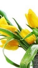 Plants, Flowers, Tulips per Fly ERA Life 5 IQ4416