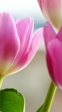 Scaricare immagine 540x960 Plants, Flowers, Tulips sul telefono gratis.