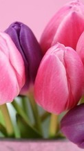 Scaricare immagine 540x960 Plants, Flowers, Tulips sul telefono gratis.