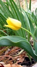 Scaricare immagine 720x1280 Plants, Flowers, Tulips sul telefono gratis.