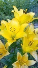 Scaricare immagine Flowers, Plants, Tulips sul telefono gratis.