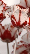 Scaricare immagine 1024x768 Flowers, Plants, Tulips sul telefono gratis.