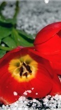 Scaricare immagine 1024x768 Plants, Flowers, Tulips sul telefono gratis.