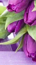 Flowers, Plants, Tulips per HTC One M9 Plus
