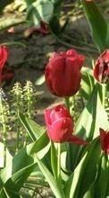 Scaricare immagine 1024x600 Plants, Flowers, Tulips sul telefono gratis.