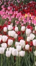 Flowers, Plants, Tulips per Lenovo S820