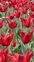 Scaricare immagine 1080x1920 Plants, Flowers, Backgrounds, Tulips sul telefono gratis.