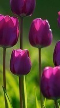 Flowers, Plants, Tulips per BlackBerry Z3