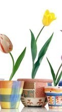 Flowers, Plants, Tulips per Sony Ericsson S312